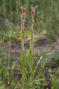 Serapias parviflora Parl.