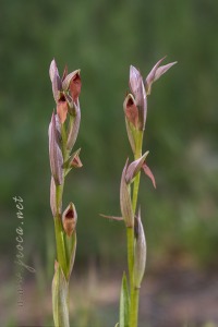 Serapias parviflora Parl.