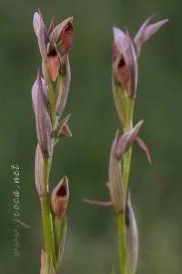 Serapias parviflora Parl.