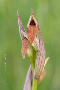 Serapias parviflora Parl.