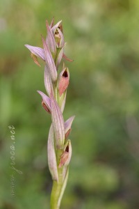 Serapias parviflora Parl.