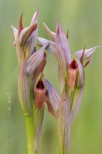 Serapias parviflora Parl.