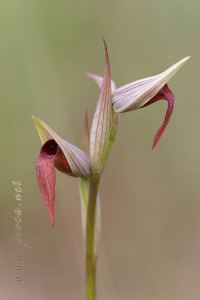 Serapias parviflora Parl.