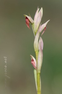 Serapias parviflora Parl.