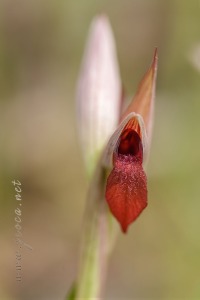 Serapias strictiflora Welw. ex Veiga
