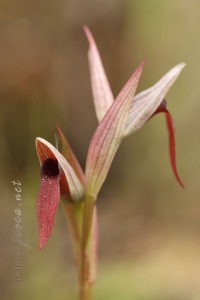 Serapias strictiflora Welw. ex Veiga