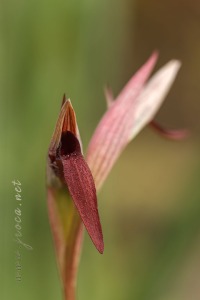 Serapias strictiflora Welw. ex Veiga