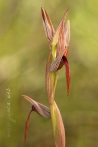 Serapias strictiflora Welw. ex Veiga