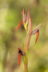 Serapias strictiflora