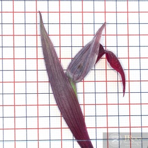 Serapias vomeracea (Burm.f. ) Briq.