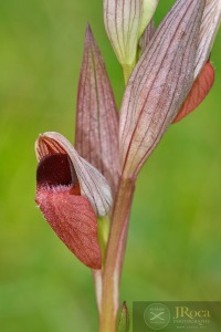 Serapias vomeracea (Burm.f. ) Briq.