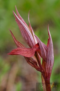 Serapias vomeracea (Burm.f. ) Briq.