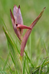 Serapias vomeracea
