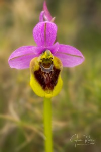 Ophrys spectabilis (Kreutz & Zelesny) Paulus × Ophrys tenthredinifera Willd.