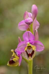 Ophrys spectabilis (Kreutz & Zelesny) Paulus × Ophrys tenthredinifera Willd.