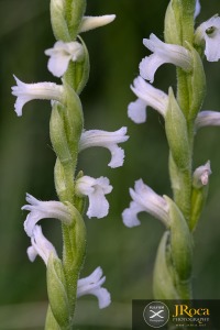 Spiranthes aestivalis (Poir.) Rich.