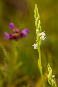 Spiranthes aestivalis (Poir.) Rich.