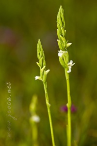 Spiranthes aestivalis (Poir.) Rich.