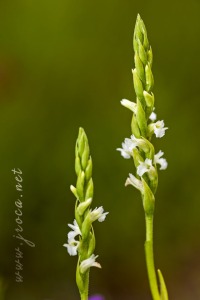 Spiranthes aestivalis (Poir.) Rich.