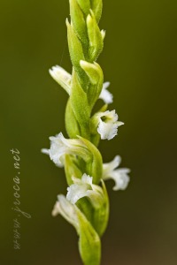Spiranthes aestivalis (Poir.) Rich.