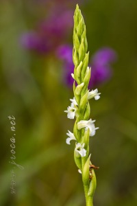 Spiranthes aestivalis (Poir.) Rich.