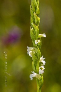 Spiranthes aestivalis (Poir.) Rich.