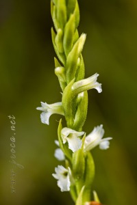 Spiranthes aestivalis (Poir.) Rich.