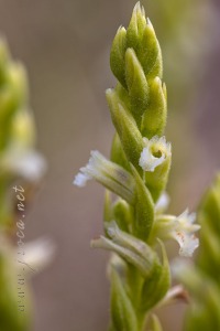 Spiranthes aestivalis (Poir.) Rich.