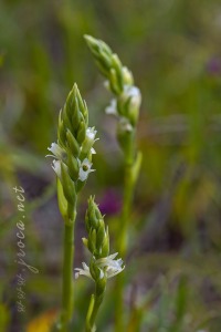 Spiranthes aestivalis (Poir.) Rich.