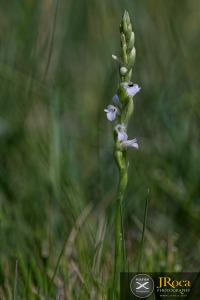 Spiranthes aestivalis (Poir.) Rich.