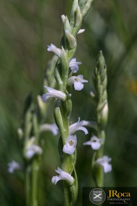 Spiranthes aestivalis (Poir.) Rich.