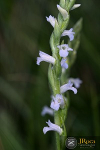 Spiranthes aestivalis (Poir.) Rich.