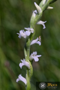 Spiranthes aestivalis (Poir.) Rich.