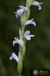 Spiranthes aestivalis (Poir.) Rich.