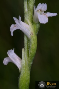 Spiranthes aestivalis (Poir.) Rich.