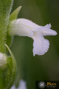 Spiranthes aestivalis (Poir.) Rich.