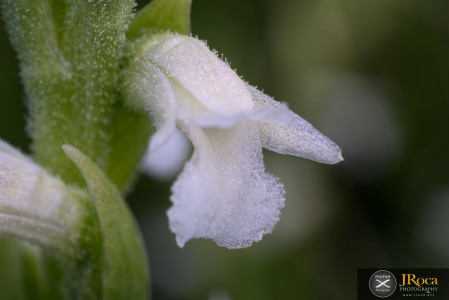 Spiranthes aestivalis (Poir.) Rich.