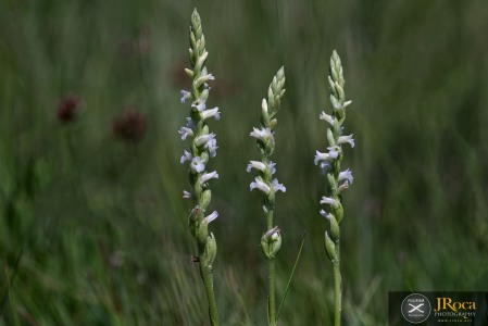 Spiranthes aestivalis (Poir.) Rich.