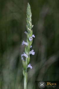 Spiranthes aestivalis (Poir.) Rich.