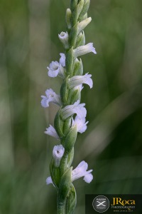 Spiranthes aestivalis (Poir.) Rich.