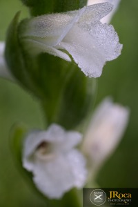 Spiranthes aestivalis (Poir.) Rich.