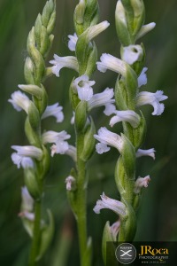 Spiranthes aestivalis (Poir.) Rich.