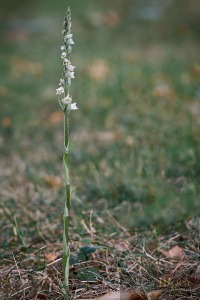 Spiranthes spiralis (L.) Chevall.