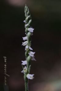 Spiranthes spiralis (L.) Chevall.