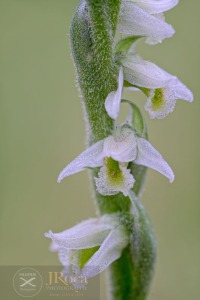 Spiranthes spiralis (L.) Chevall.