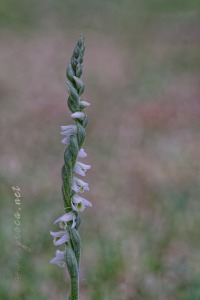Spiranthes spiralis (L.) Chevall.