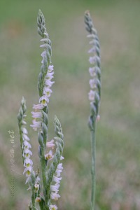 Spiranthes spiralis (L.) Chevall.