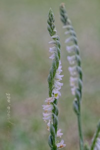 Spiranthes spiralis (L.) Chevall.