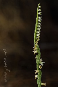 Spiranthes spiralis (L.) Chevall.