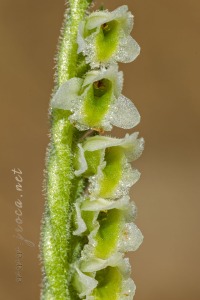 Spiranthes spiralis (L.) Chevall.
